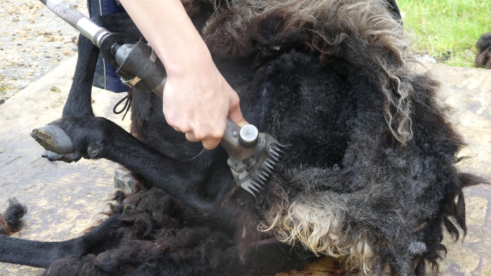shearing resized .JPG
