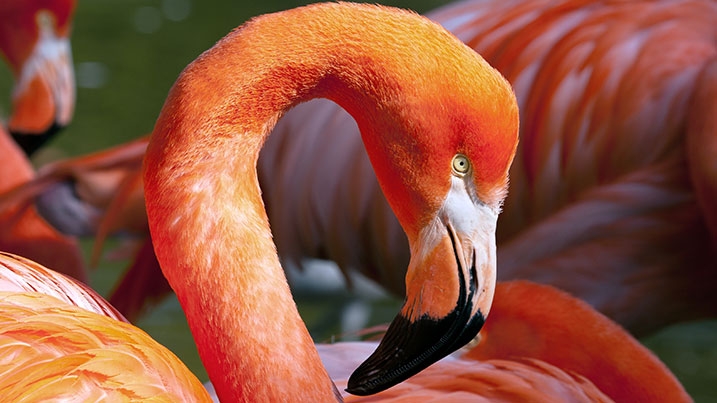 Flamingos
