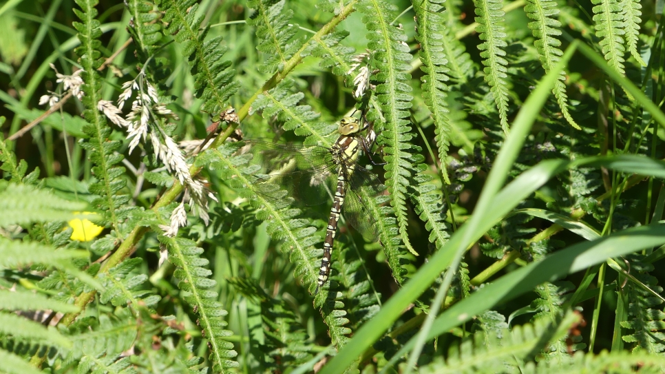 BDS Dragonfly Week Round Up