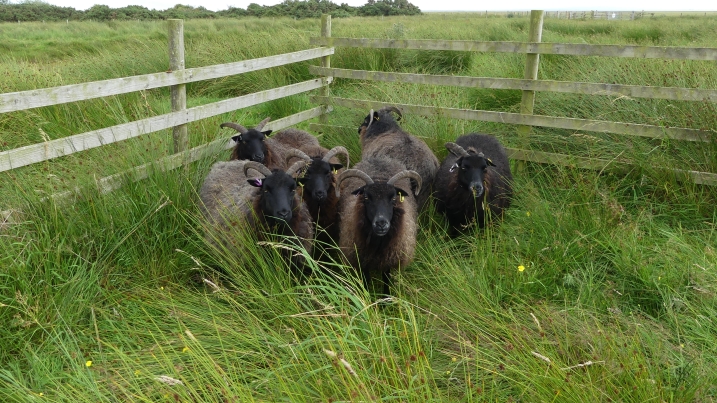 wooly sheep resized.JPG