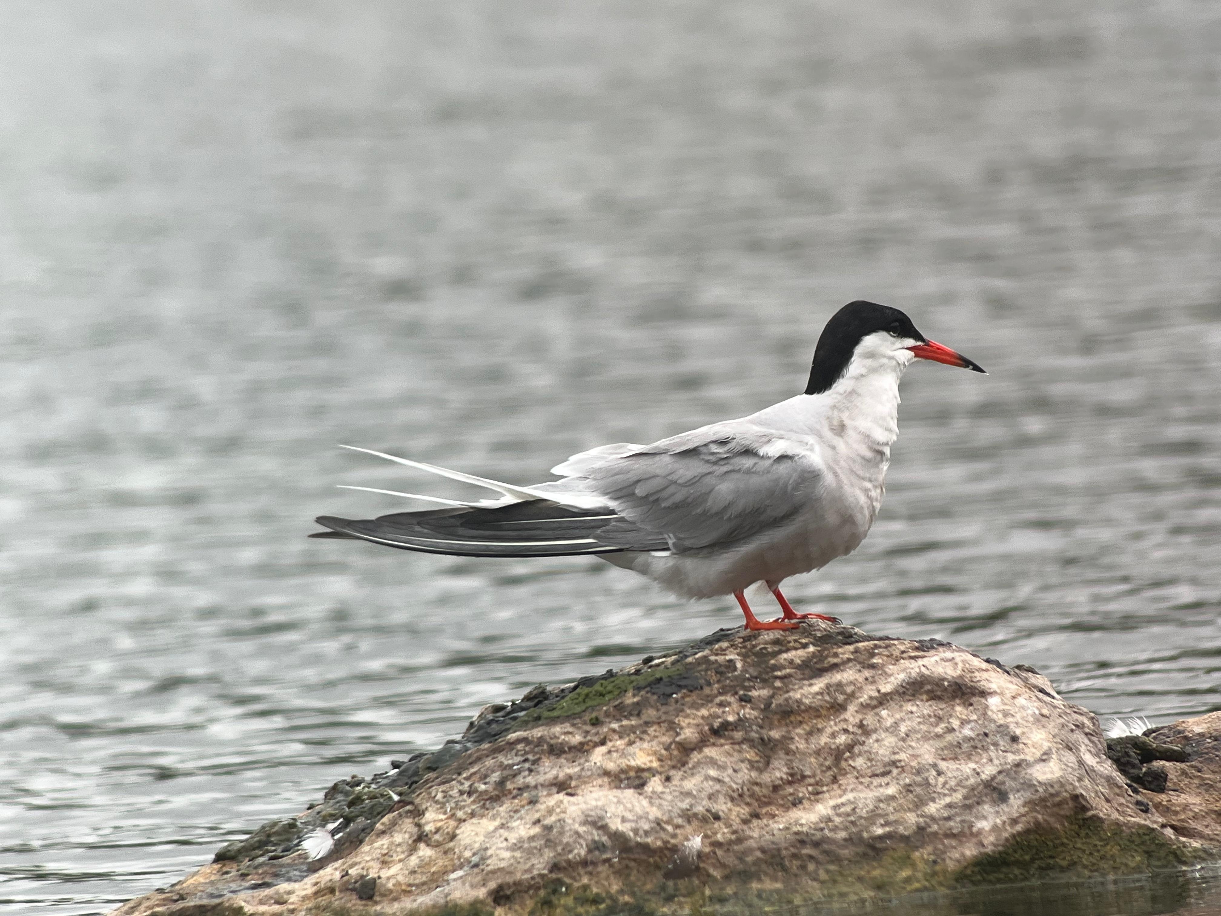 Wildlife Sightings for 2nd May 2026