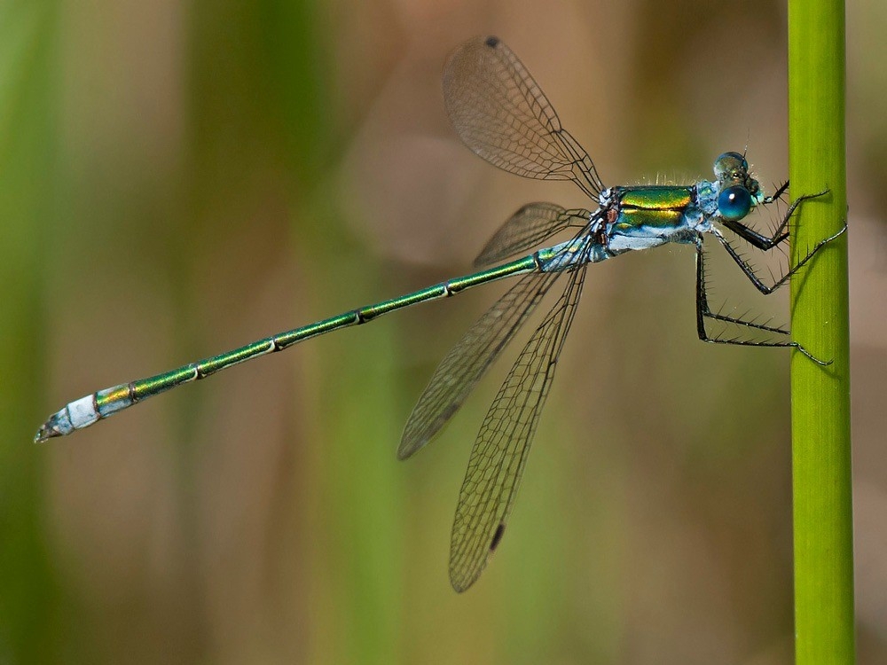 Emerald Damselfly, Small Red-Eyed Damselfly, Garden Warbler, and three precious Pochard ducklings