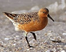 Recent Sightings 21st July 2025