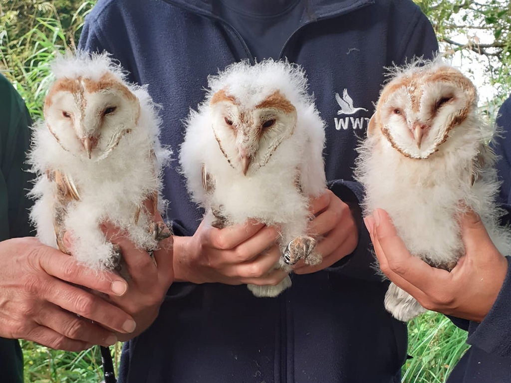 Barn Owlets get leg rings