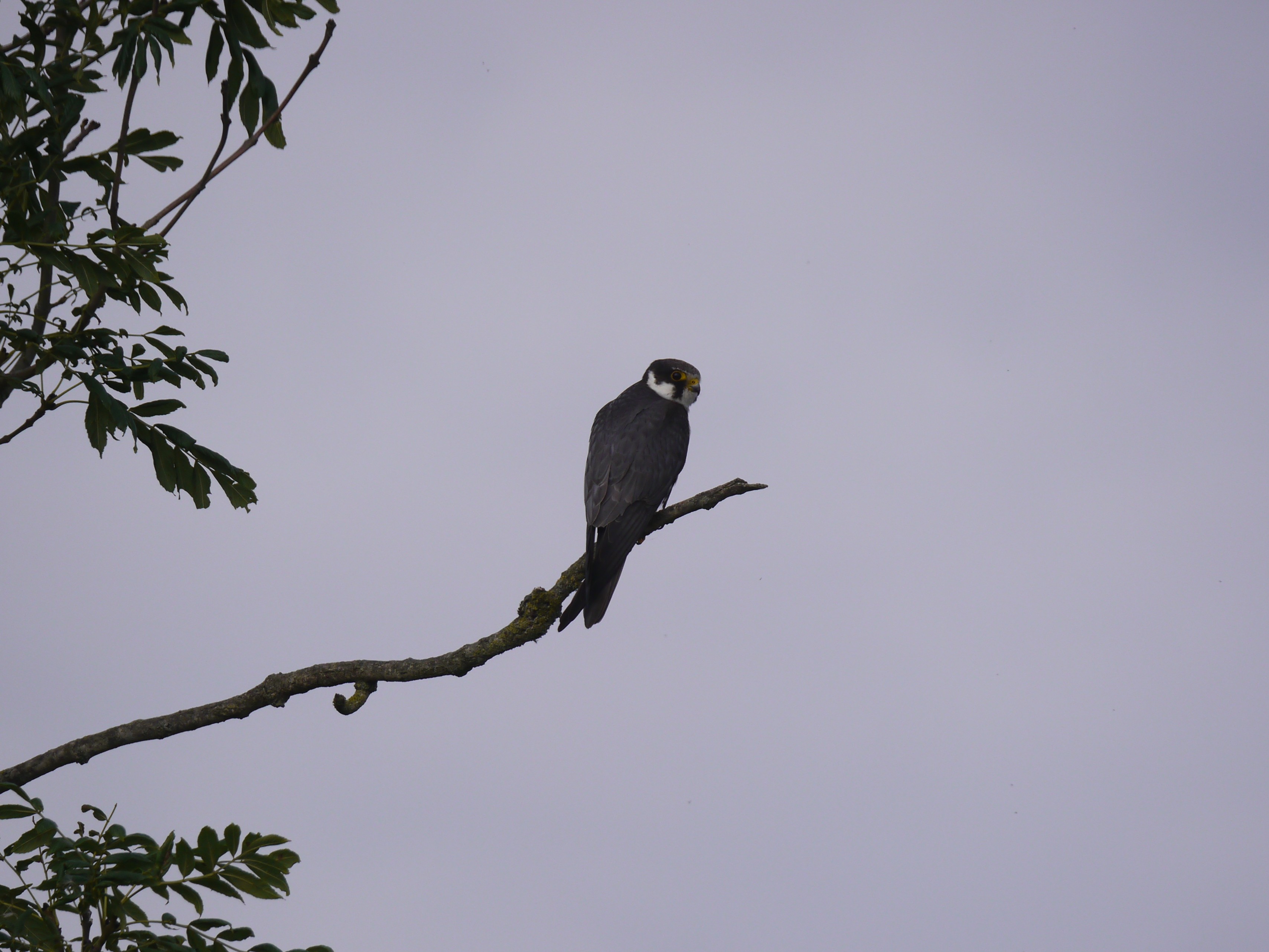 Sightings and news to week ending 10 August