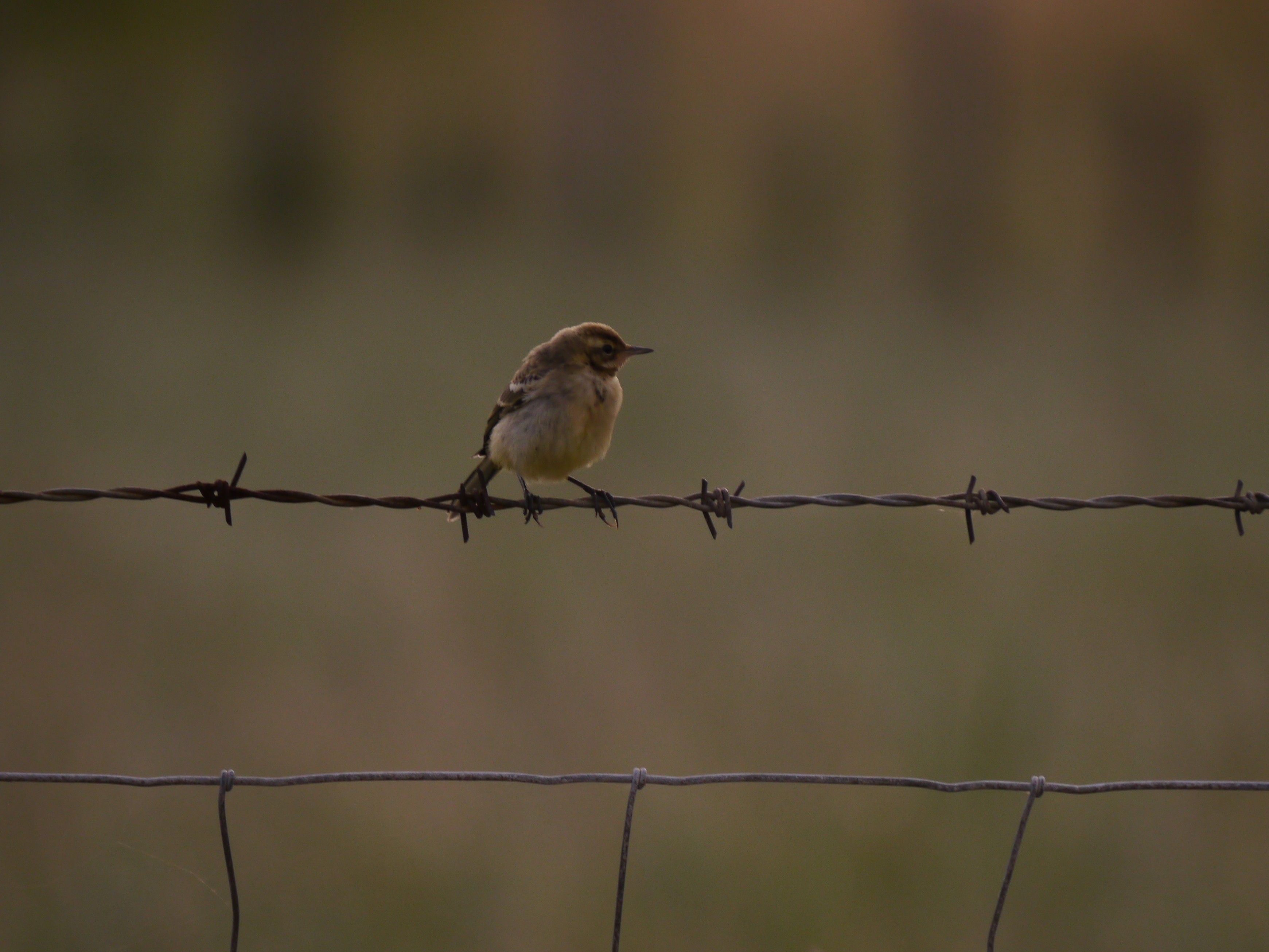 Sightings and news to week ending 3 August