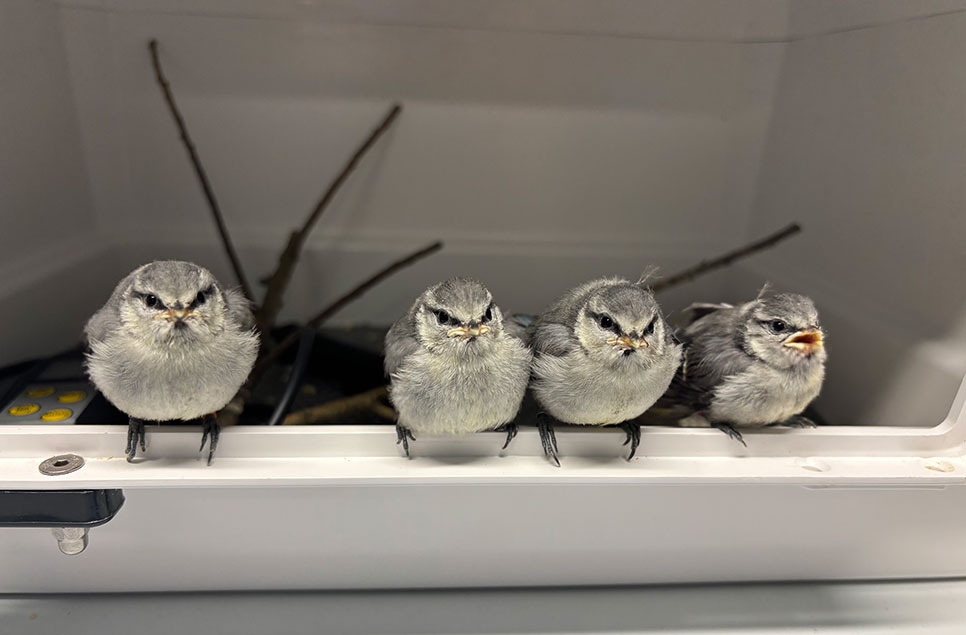 Wetlands charity leads first UK trial to reverse dramatic loss of British willow tit
