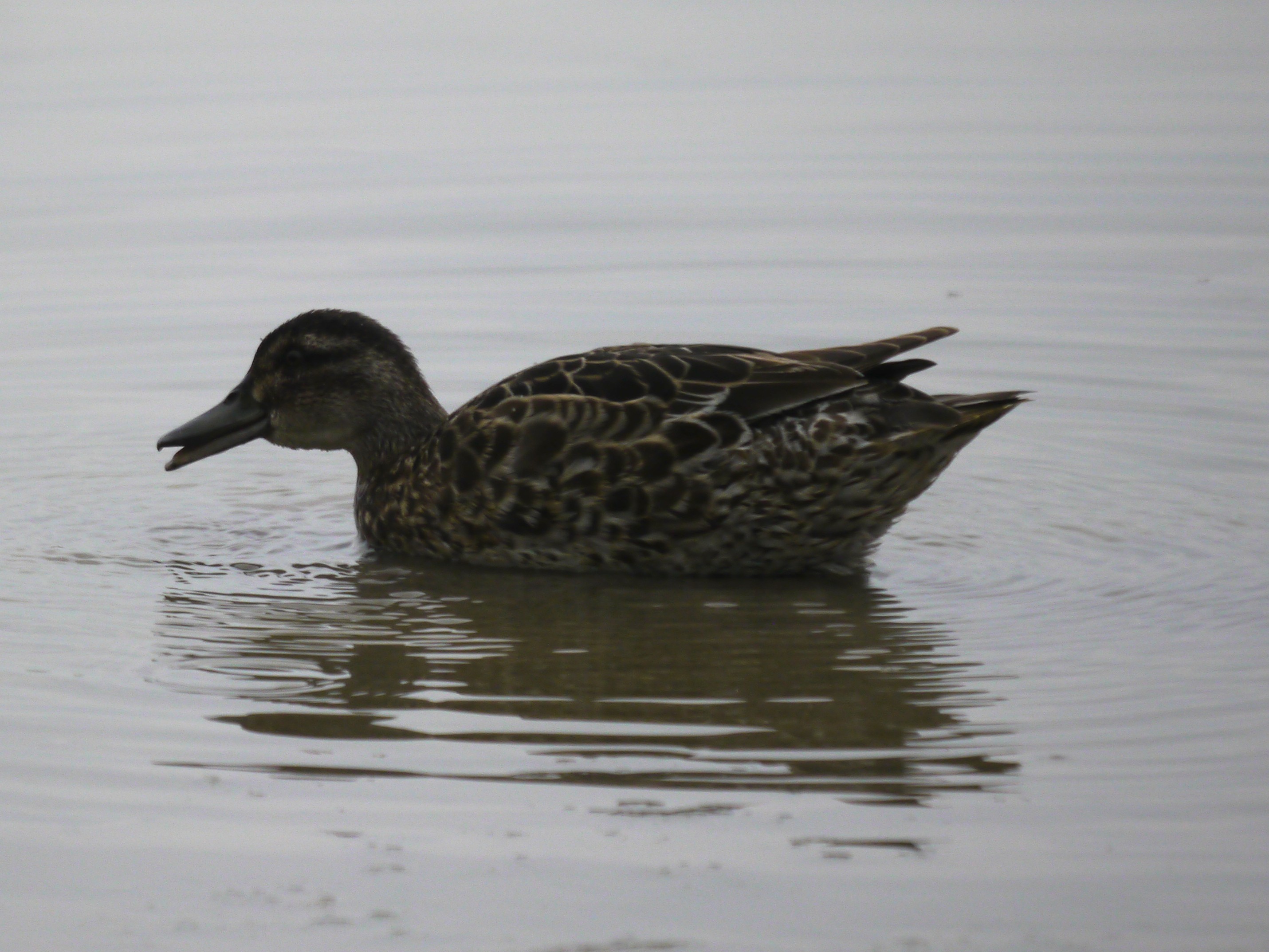 Garganey, Tack Piece, MJM.JPG