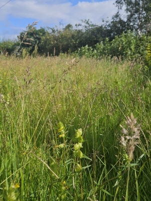 meadow.jpg