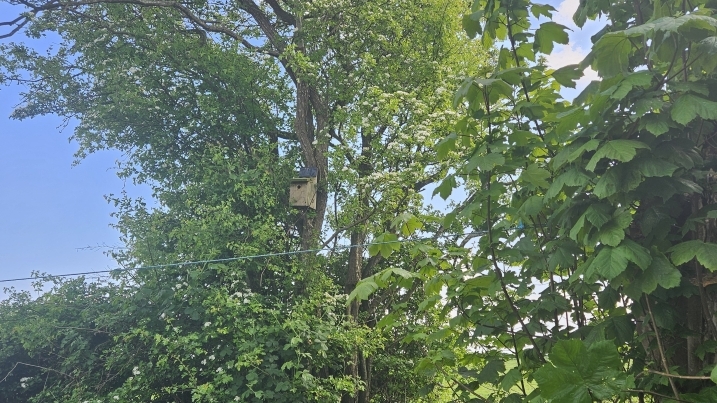 nest box.jpg