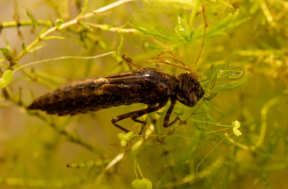 Dragonfly Discovery