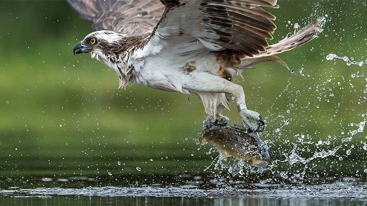 Wildlife