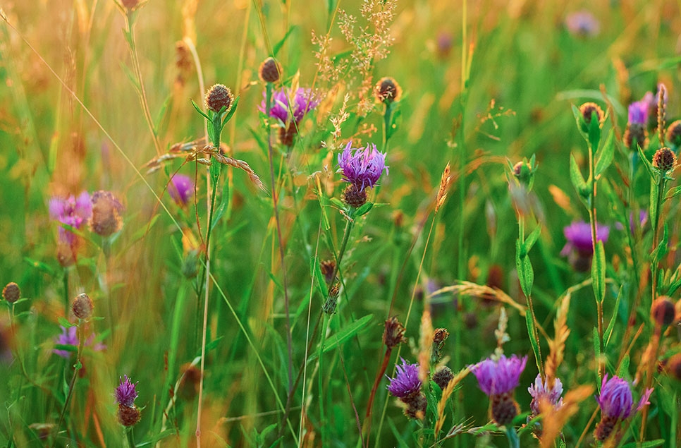 How to create a wetland wildflower meadow: A blooming brilliant guide