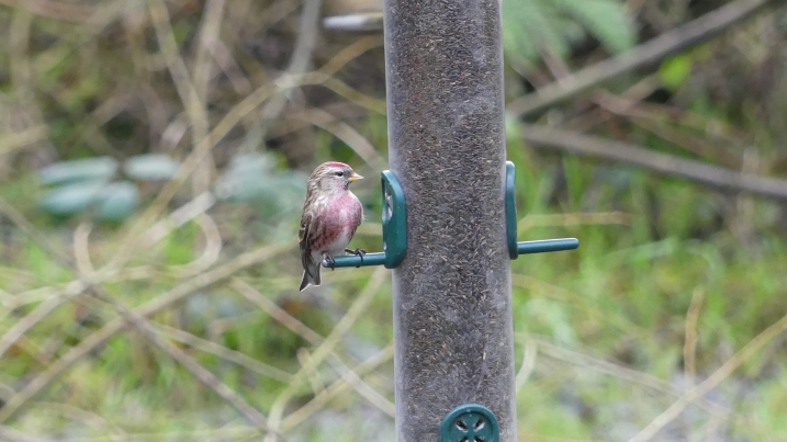 lesser redpoll marianne nicholson 3resized.JPG
