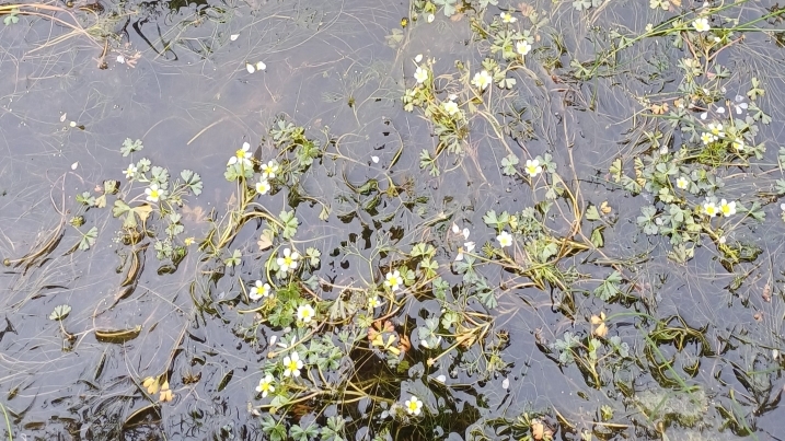 Saltmarsh botany training_29-07-2025_Saoirse Murphy-Collot (27) Brackish water crowfoot resized.jpg