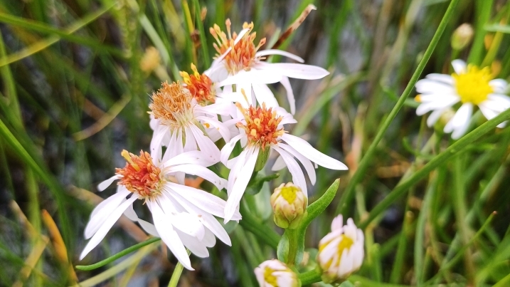 Saltmarsh botany training_29-07-2025_Saoirse Murphy-Collot (61) Sea aster resized.jpg