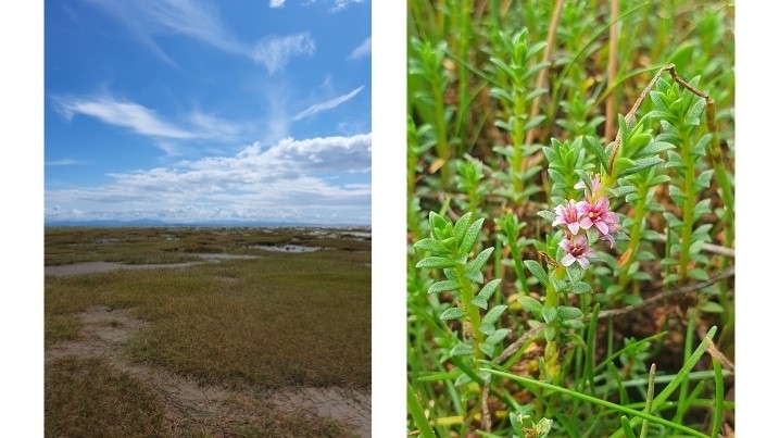 saltmarsh for leaving blog.jpg