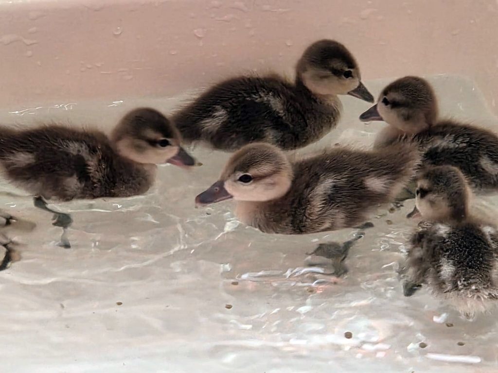 Summer update from the Rearing Room