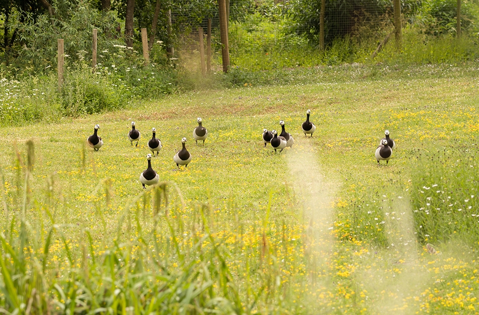 Barnacle geese coming for food - Owen W - June 25 966x635.jpg