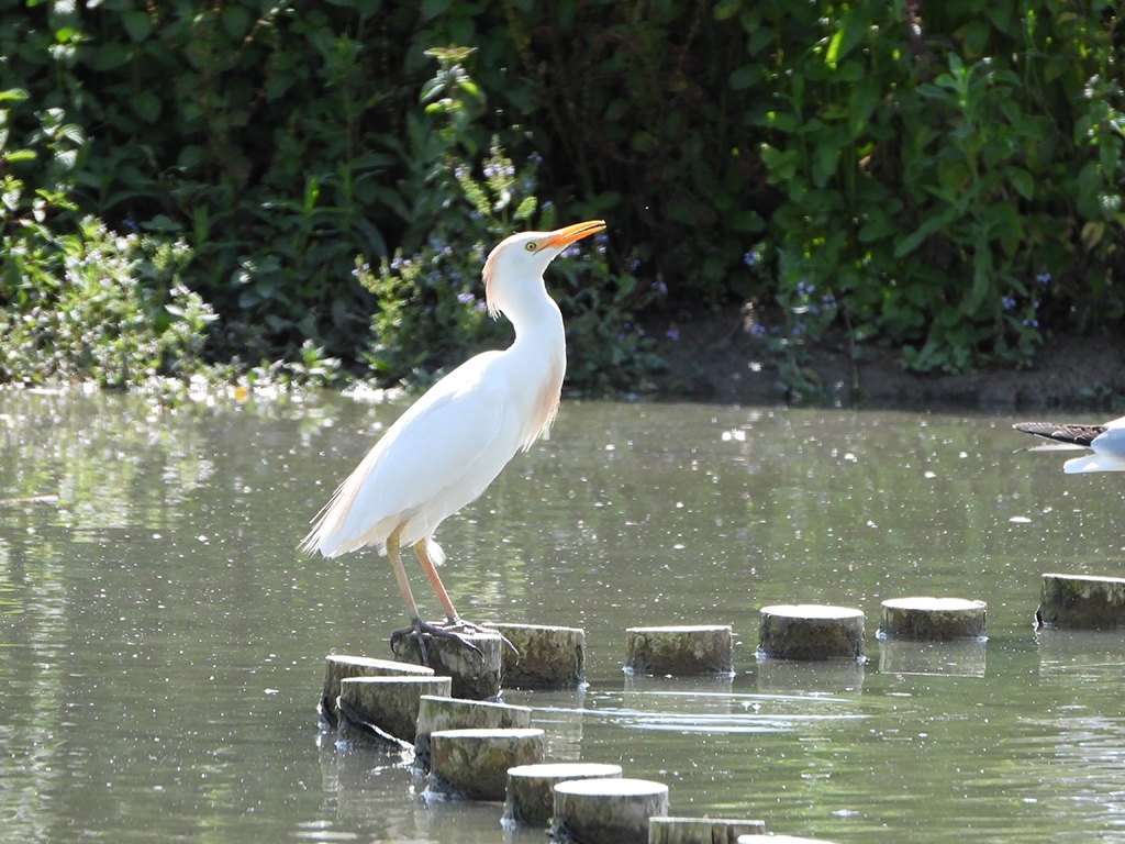 Egrets? We've had a few...