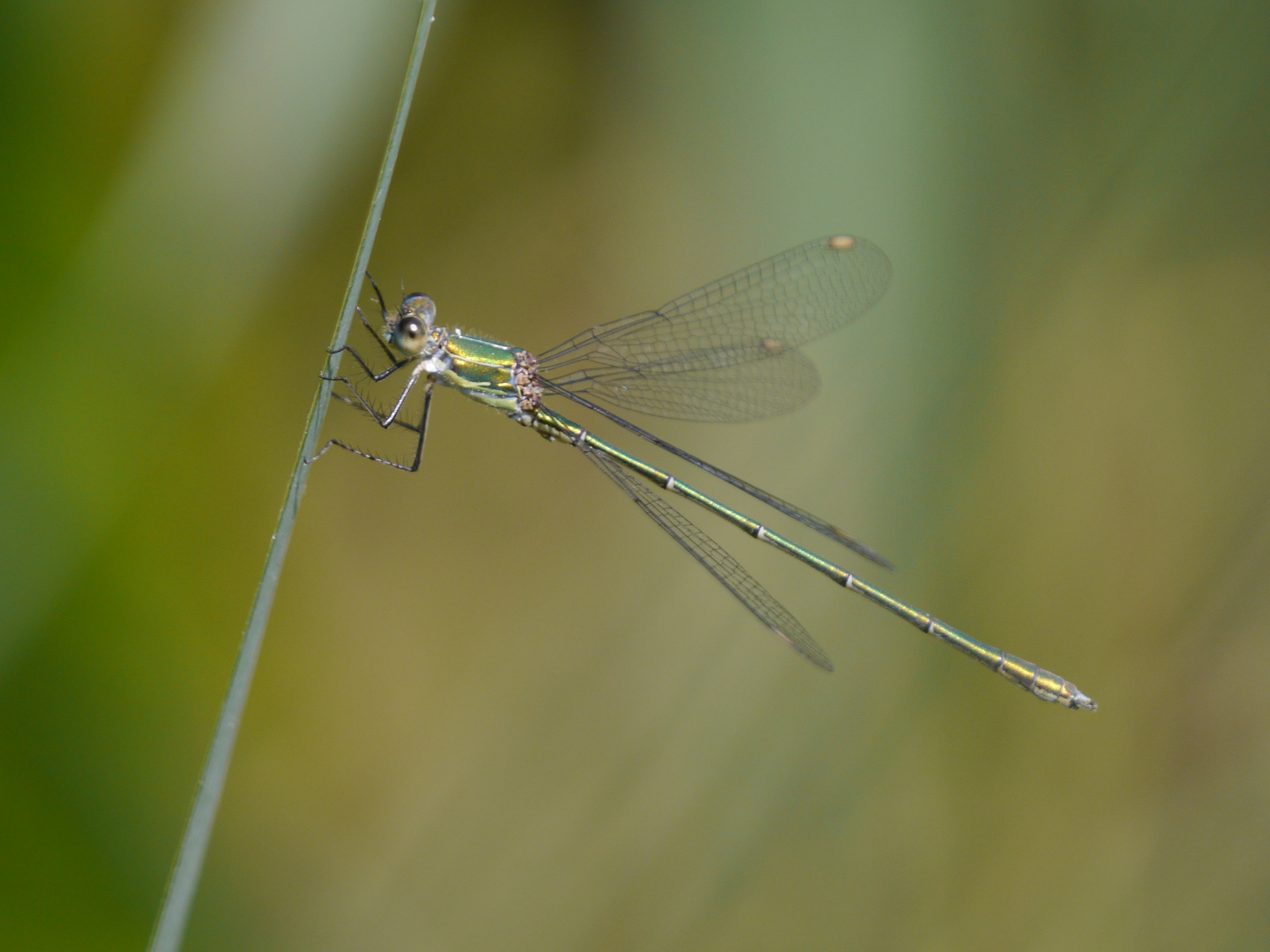 Willow Emerald Damselfly- a new breeding species for the reserve