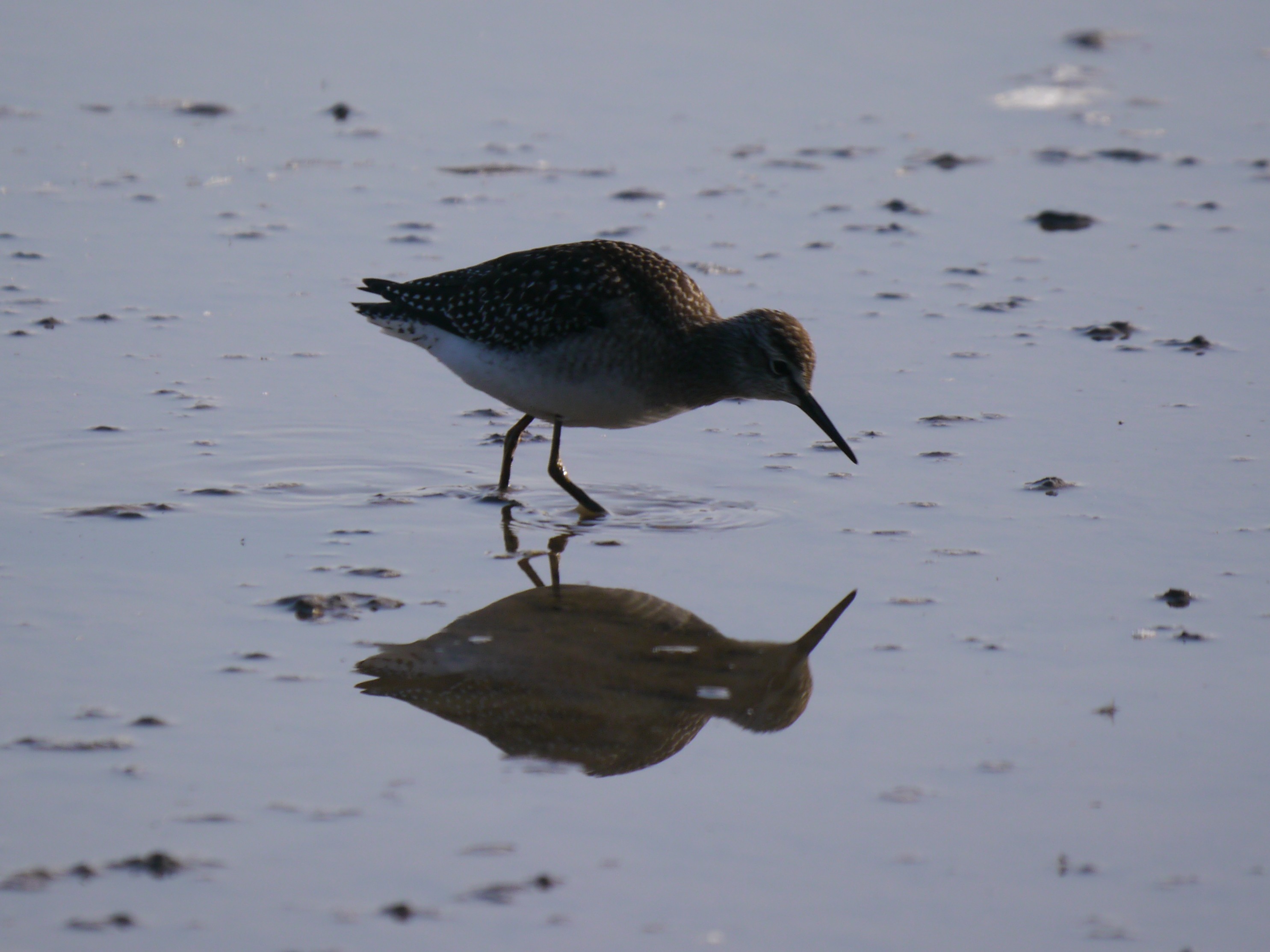Sightings and news for week ending 17 August