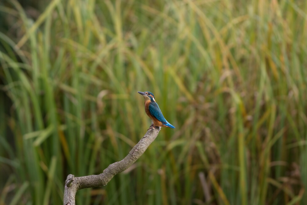 Latest Sightings