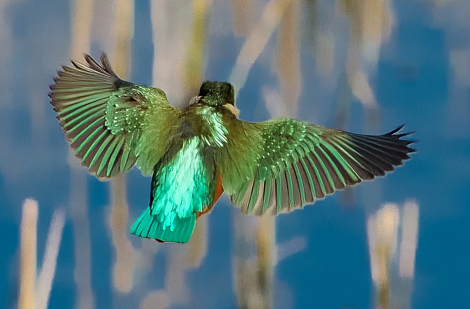 Kingfisher flying - Jan 23 - Ian H 966x635.jpg
