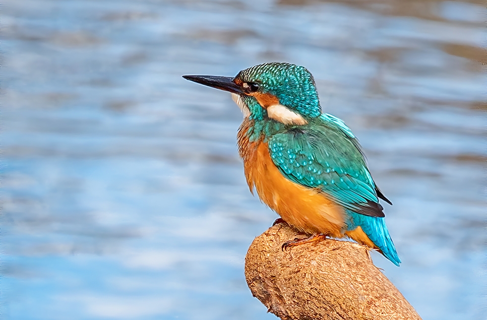 Kingfishers in summer at WWT Washington