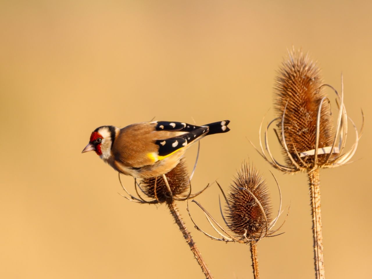 Common Bird Photography Workshop