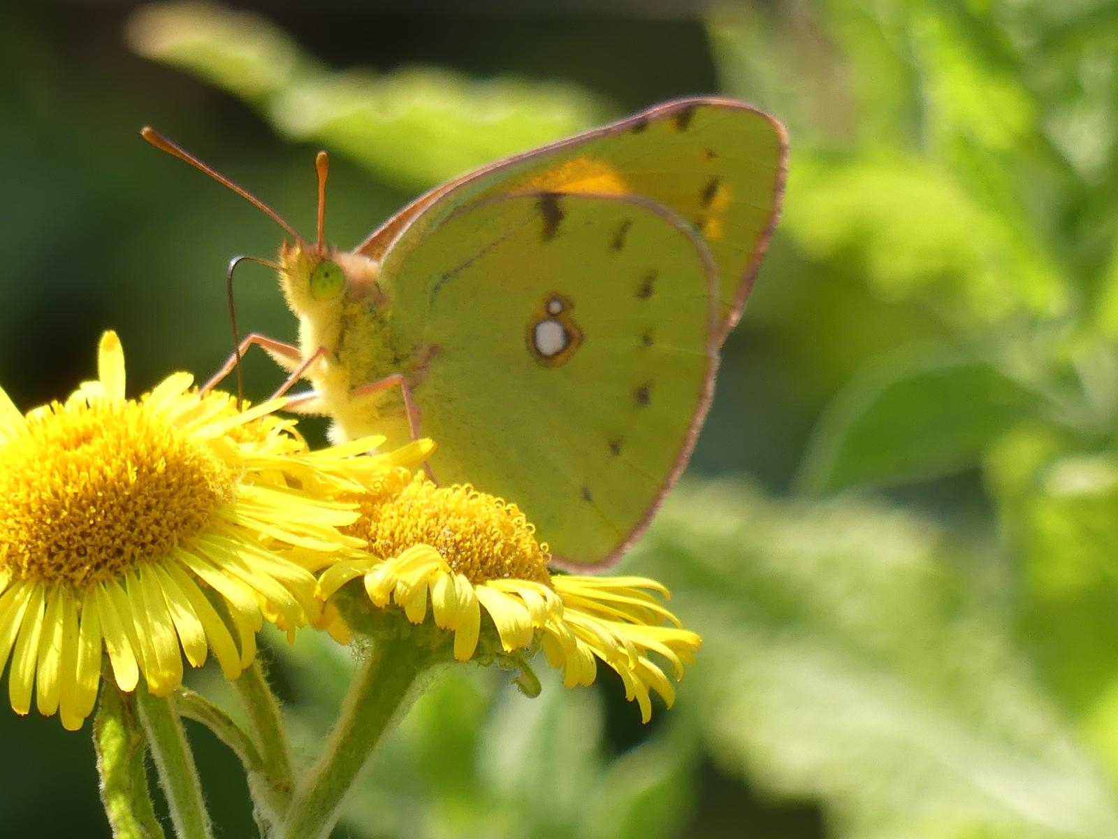 Clouded Yellow, Spoonbill, Garganey, and an aptly named Elephant Hawk-Moth Caterpillar