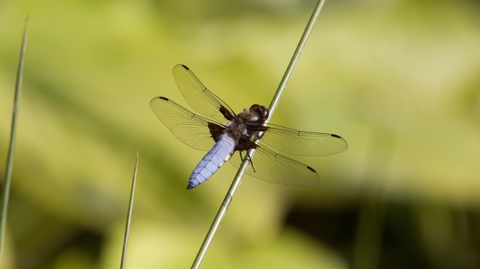 What was that whizz of electric blue?!