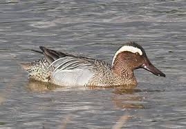 Recent Sightings 18th August