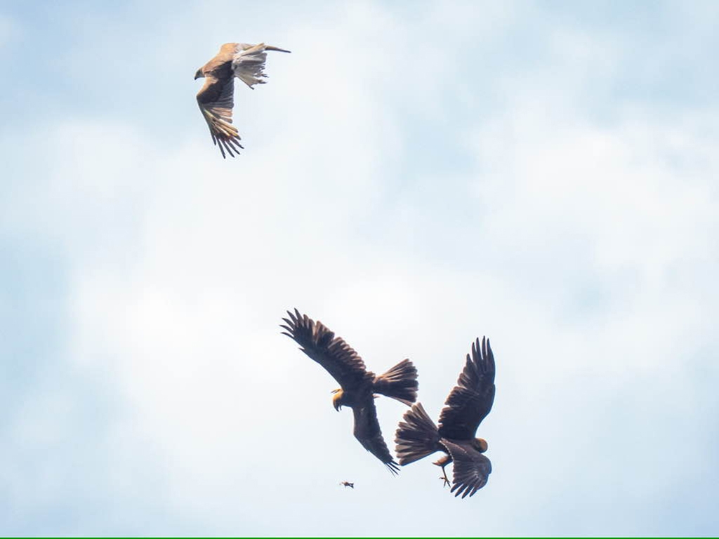 Richard Cobden Marsh harriers 768 x 1024.jpg