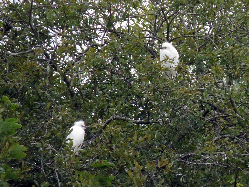 Plenty of juvenile cattle egrets & cattle
