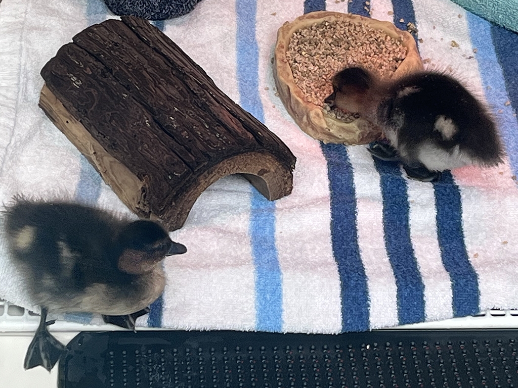 chiloe wigeon ducklings aug 25.jpg