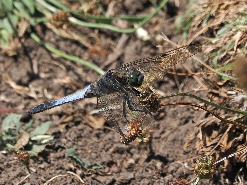 Close up of a black-tailed skimmer resting on a plant