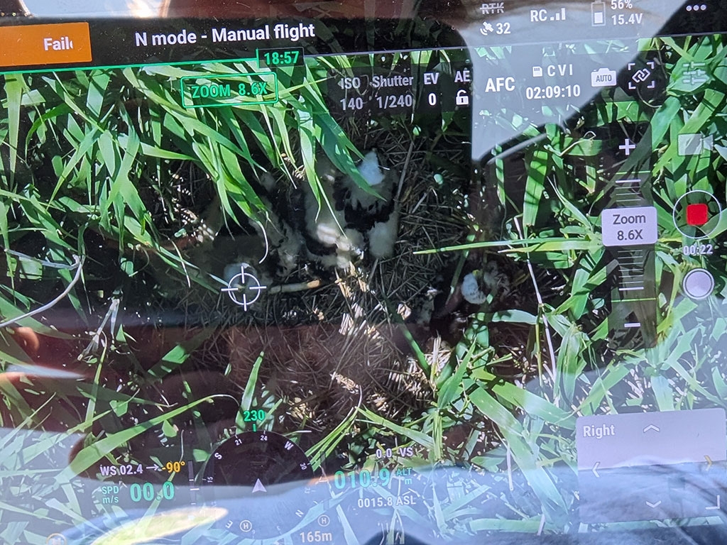A screen grab from a thermal drone shows a marsh harrier nest with chicks