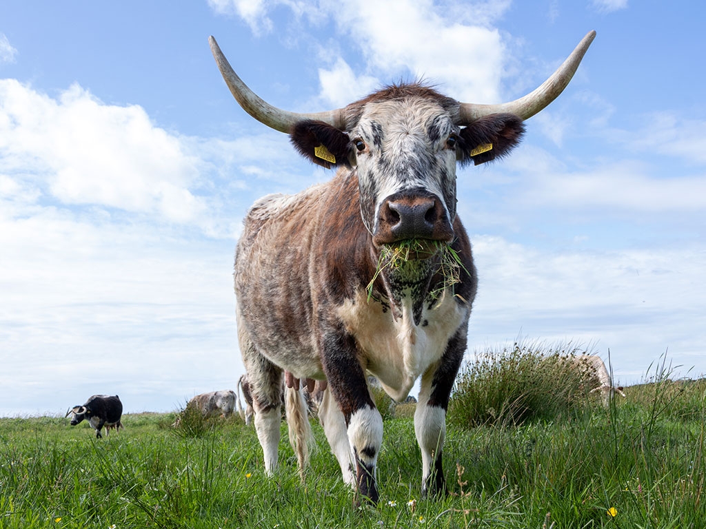 Looking from ground level up at an English longhorn cow staring into camera with its mouth full of meadow grass, with other cows in the background