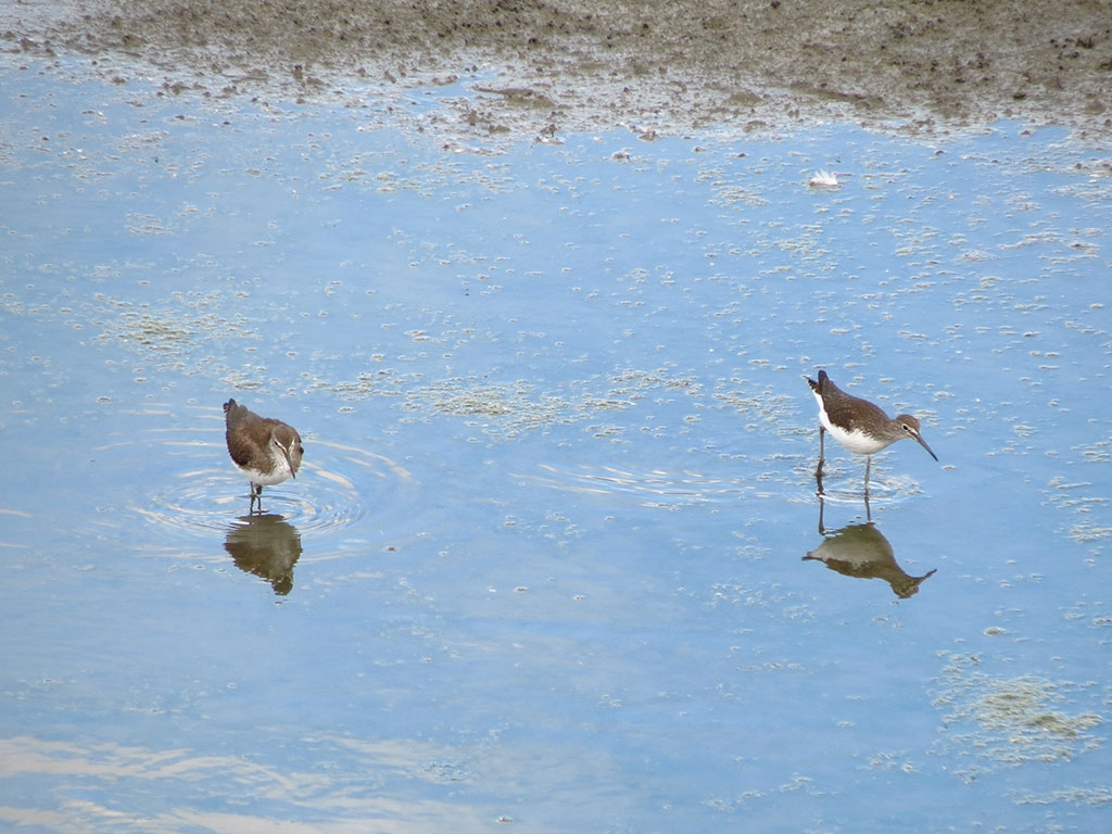 Two green sandpipers pick their way across our wader scrape