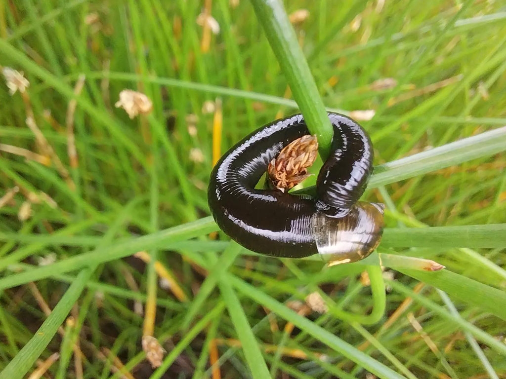 A horse leech wrapped around a snail which it is eating