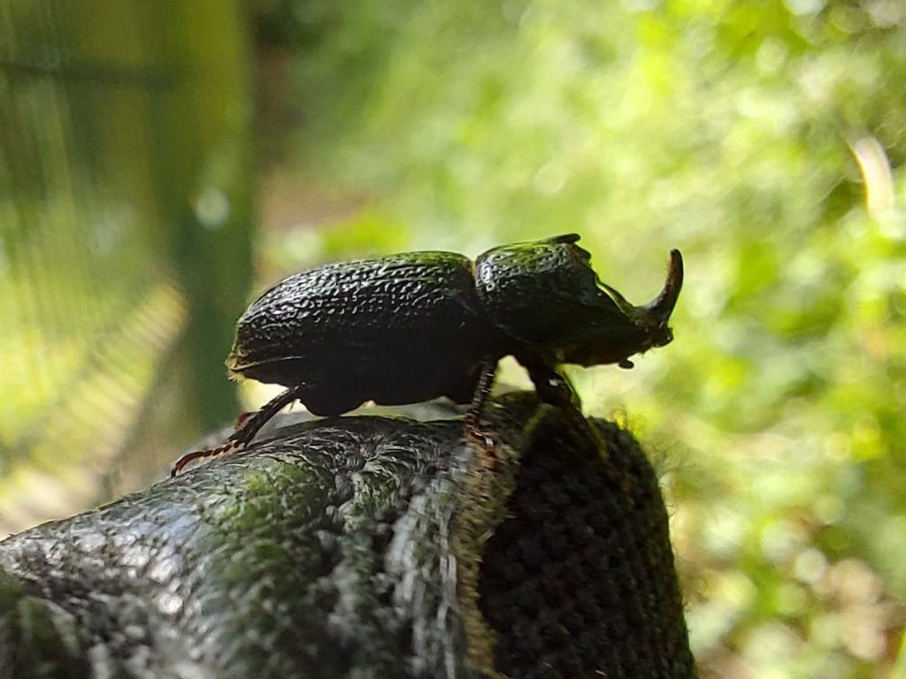 A close up of a rhinoceros beetle taken side on, clearly showing where it gets its name from