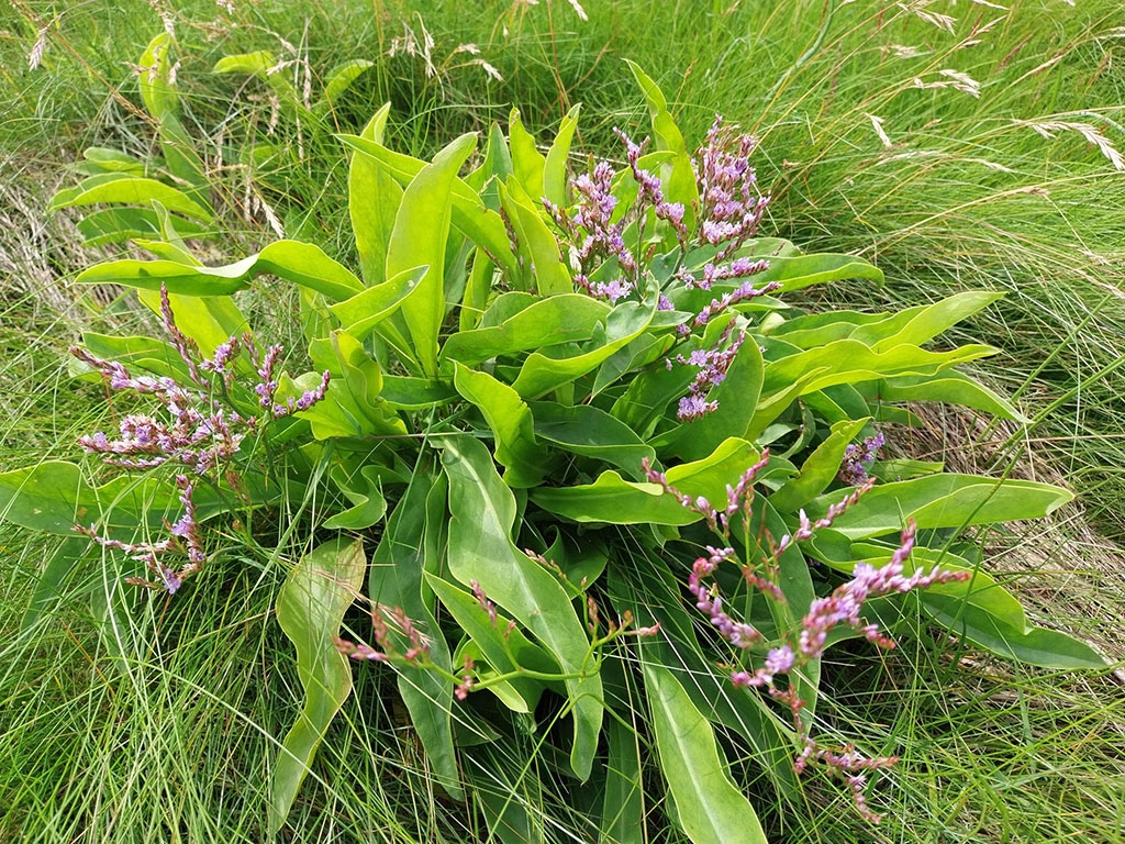 A close up of a large clump of sea lavender in bloom with its purple flowers