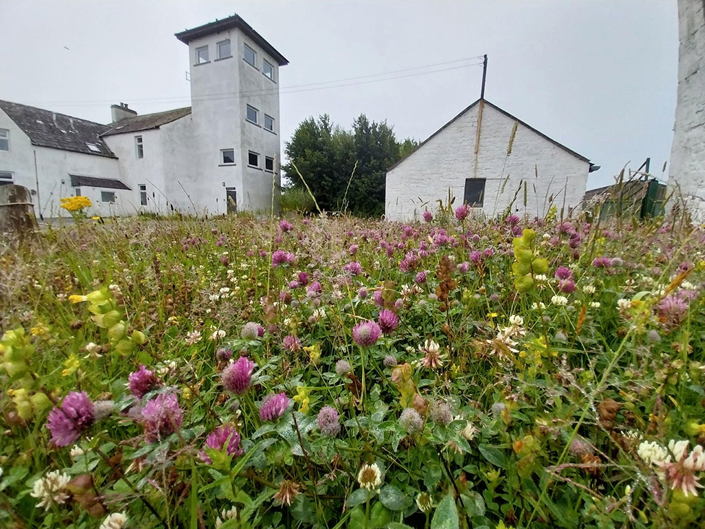 Looking from ground level, looking through a wildflower meadow full of red and white clovers and other wildflowers.