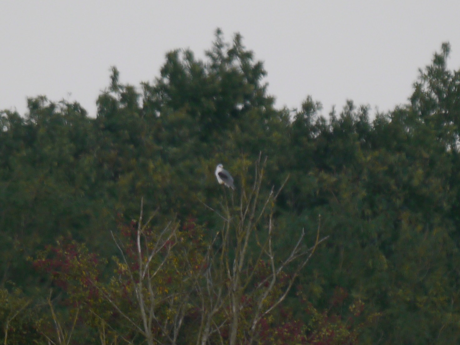 Black-winged Kite