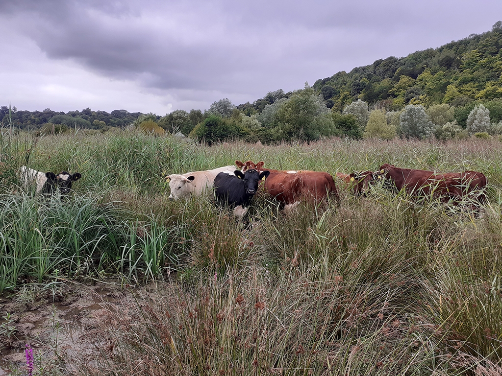 Mooing mowers are back !