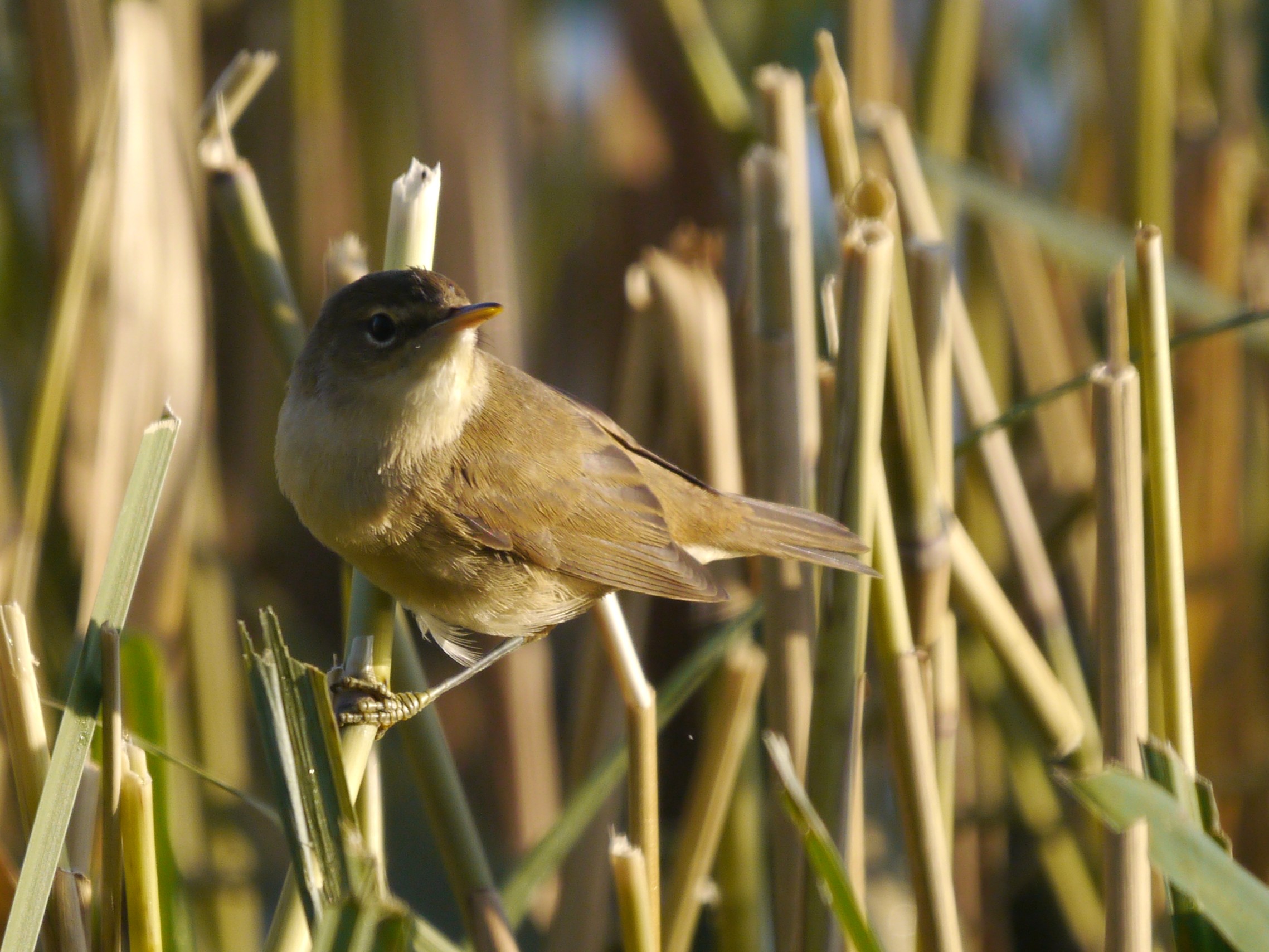 Reed Warbler, Tack Piece, MJM.JPG