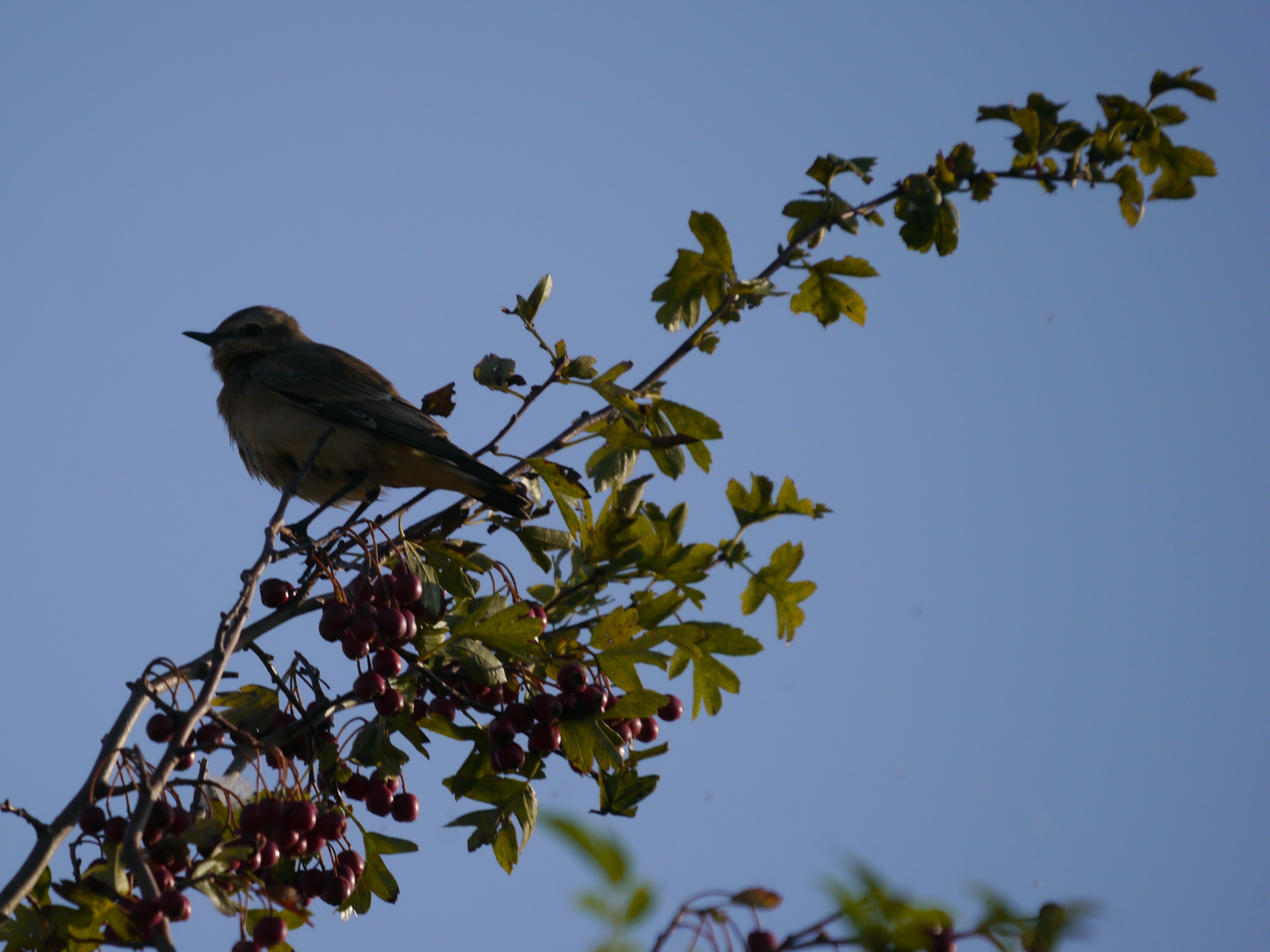 Wheatear, Summer Walkway.JPG