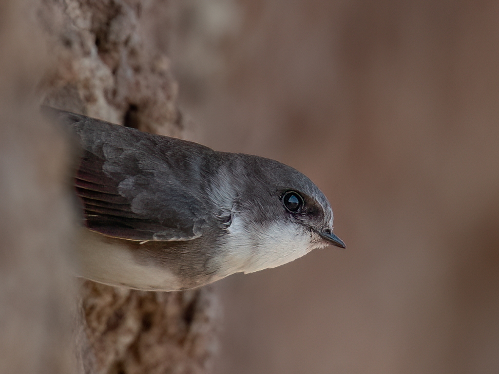 Sand martins are moving on