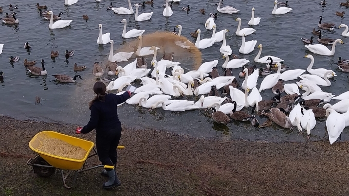 Swan feed resized.jpg